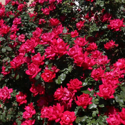 Knock Out roses in bloom