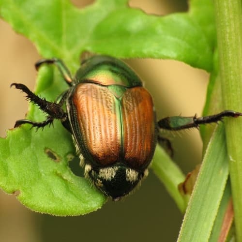 Japanese beetle
