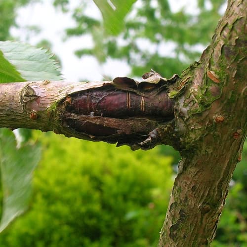 Canker on tree