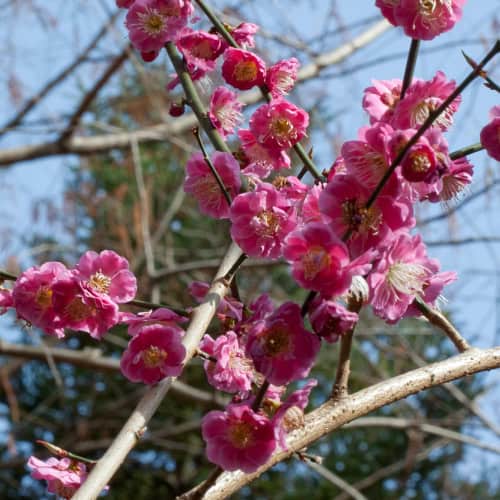 Plum tree flowers