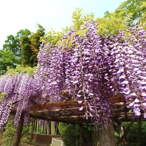 Wisteria floribunda blooms