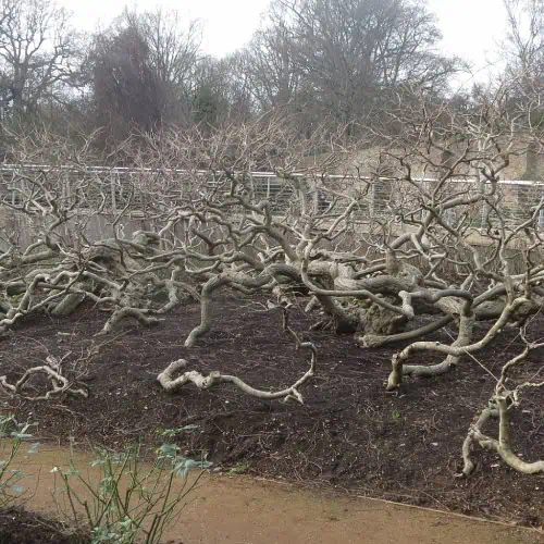 When to Prune Wisterias (Optimal Times) Pond Informer