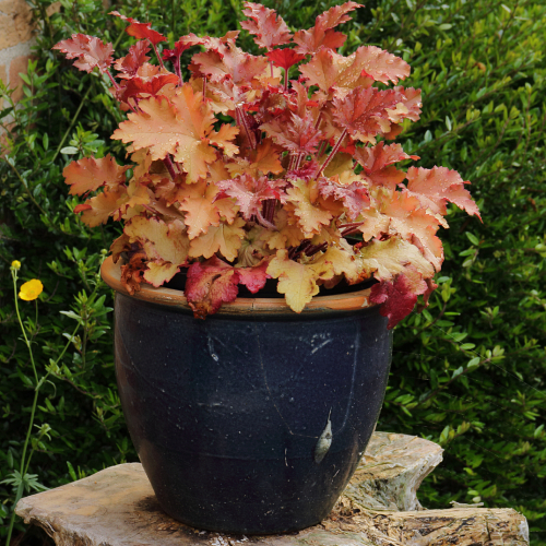 Potted coral bells