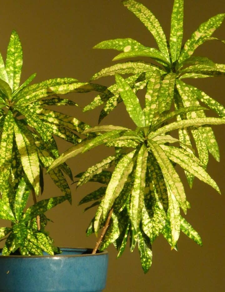 12 Indoor Plants for Low Light (Top Picks)