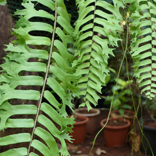 Boston fern