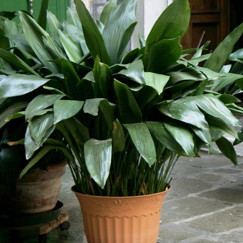 Potted cast iron plant