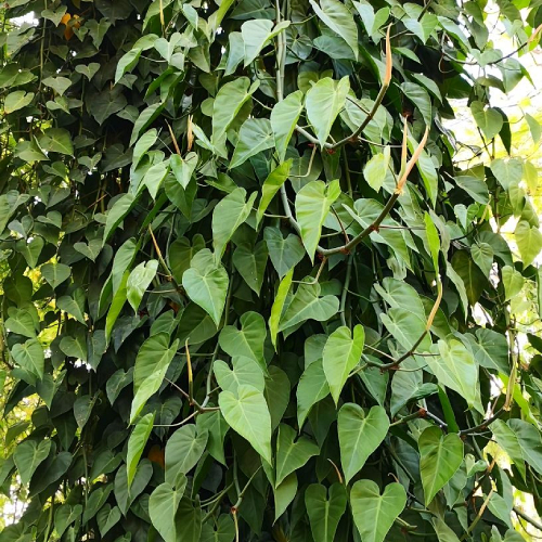 Heartleaf philodendron