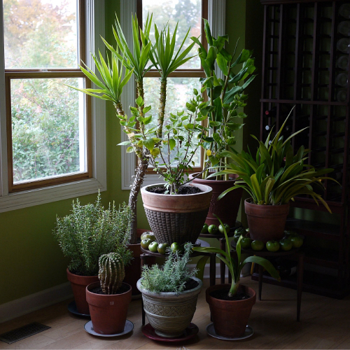 Indoor potted plants