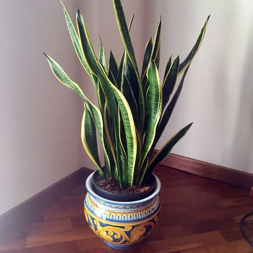 Indoor snake plant