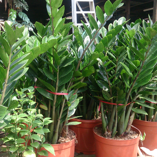 Potted zanzibar gem plants