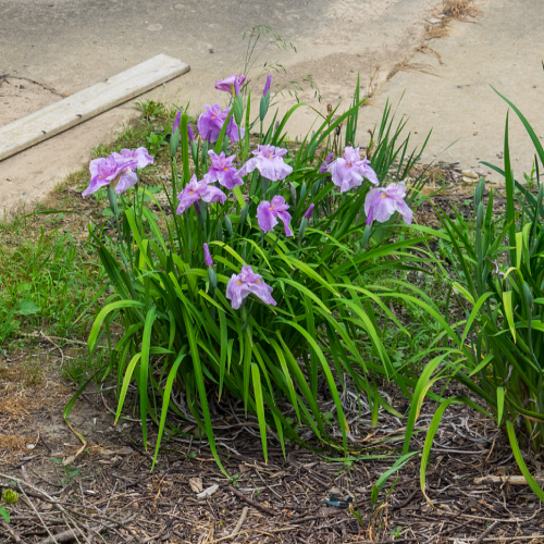 Japanese iris flowers