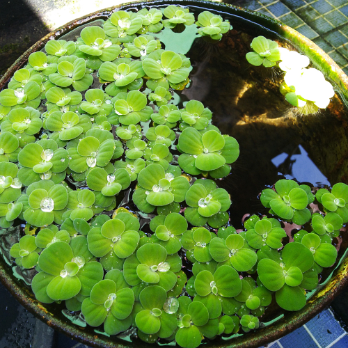 Water lettuce in mini pond