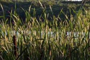 Wild pond plants