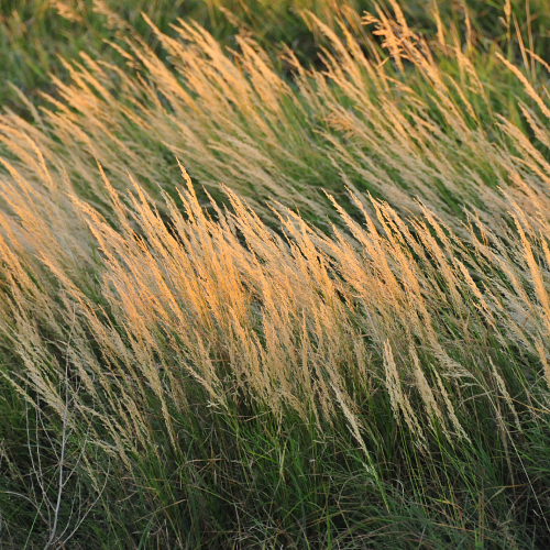 Northern bluejoint grass