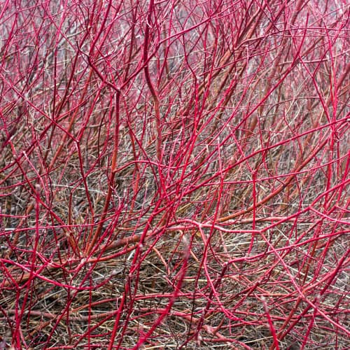 Red twig dogwood in winter