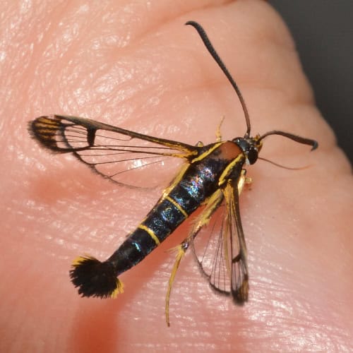 Dogwood borer