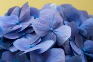 Hydrangea petals