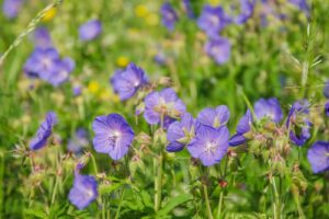 Geranium pratense