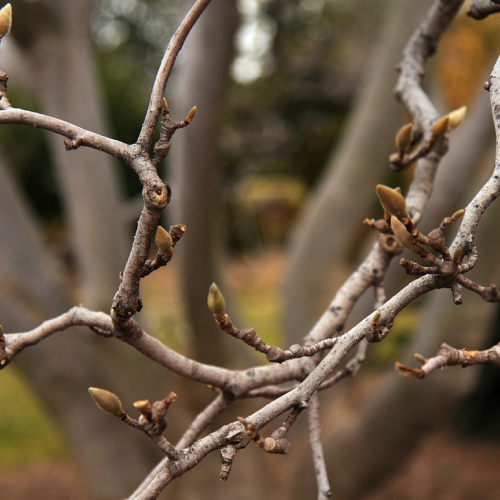 Magnolia tree in winter