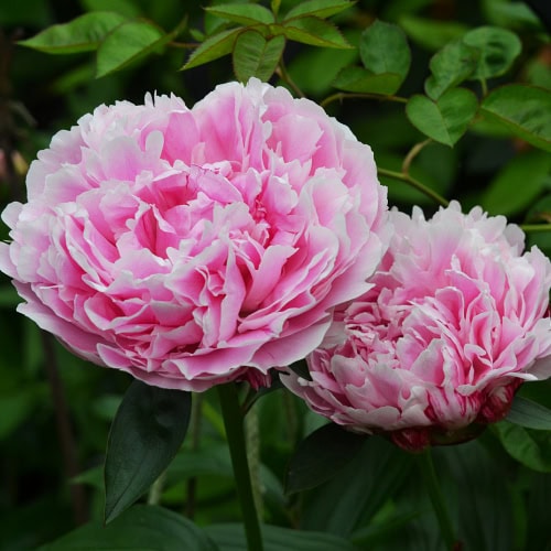 Peonies in bloom