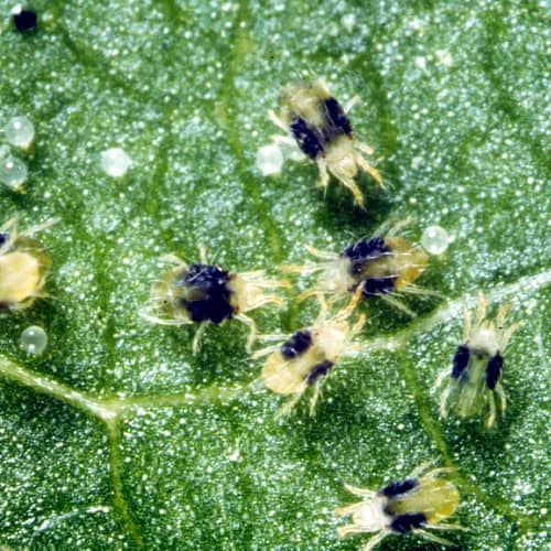 Spider mites