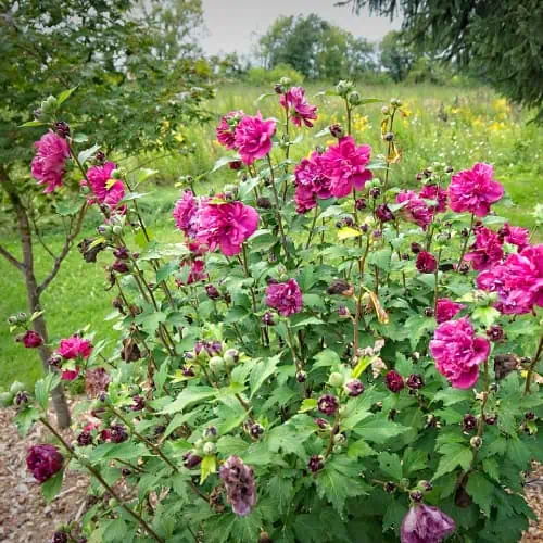 When To Prune Rose Of Sharon
