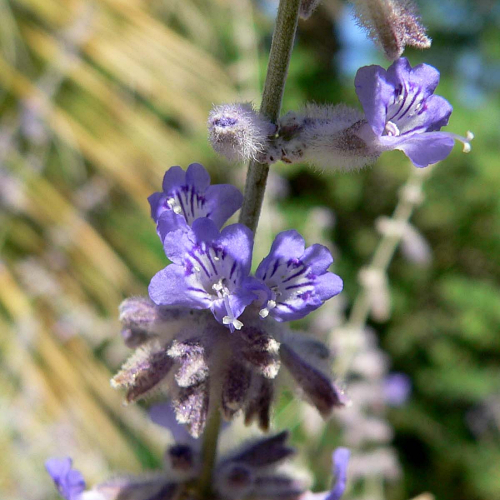 Russian sage flowers