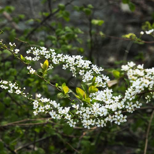 Spirea prunifolia var. simpliciflora