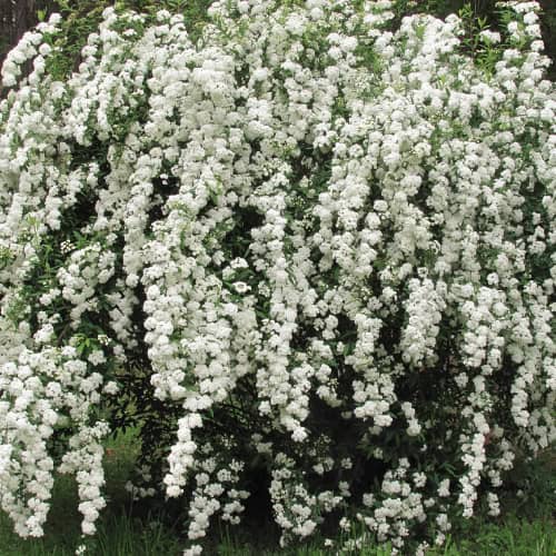 Bridal wreath spirea in bloom