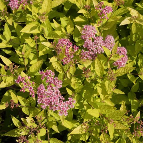 Spirea japonica 'Gold Mound'