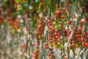 Tomato vines