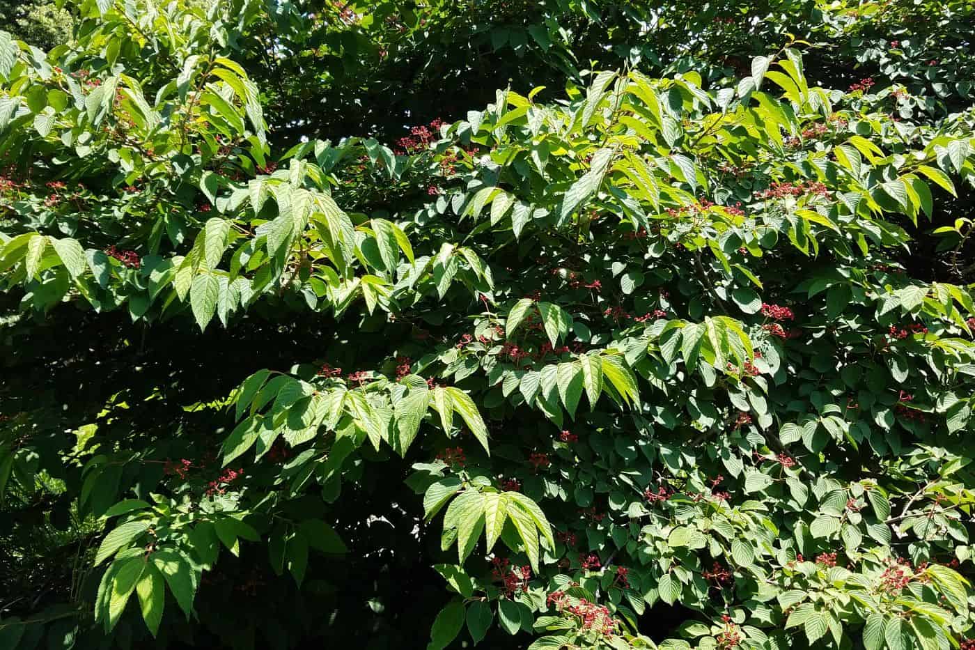 When to Prune Viburnum (Optimal Times) Pond Informer