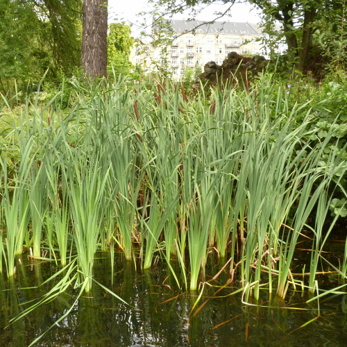 Cattails in pond