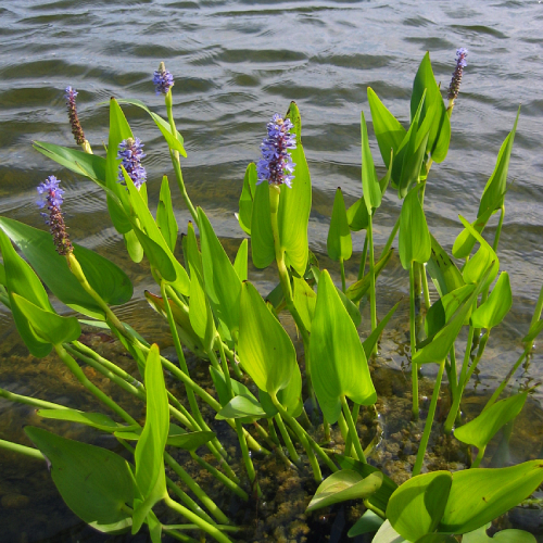 Pickerelweed by water