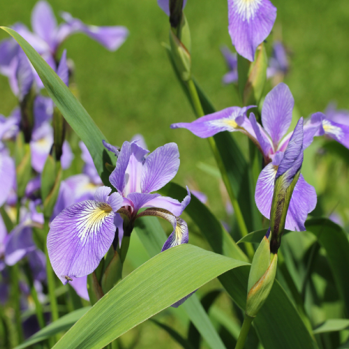 Blue flag iris