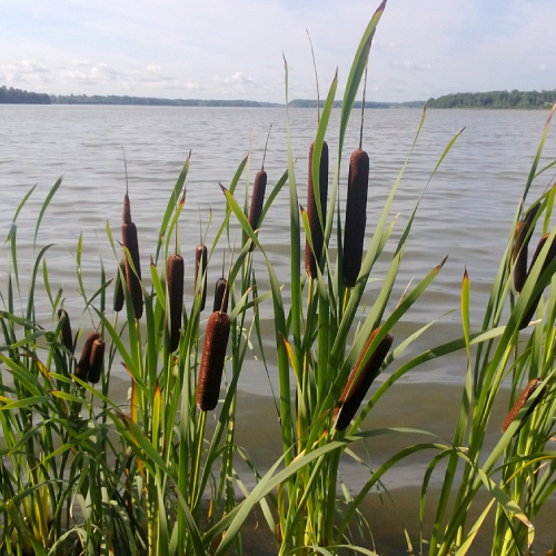 Cattails by water
