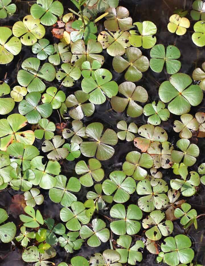 15 Pond Plants for Zone 6 (Hardy Picks)
