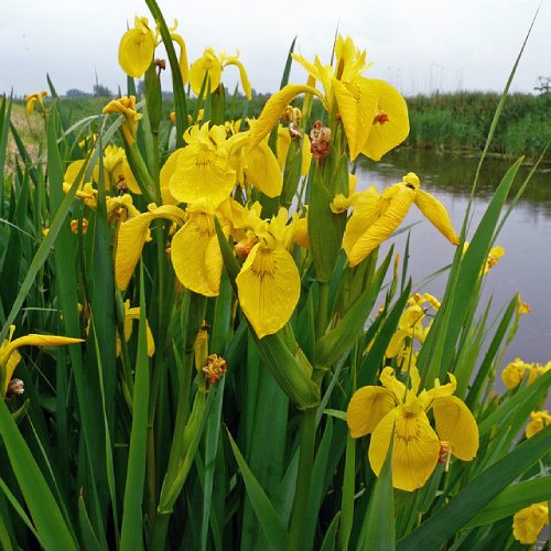 Yellow flag iris in bloom