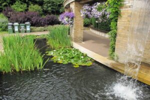 Pond plants