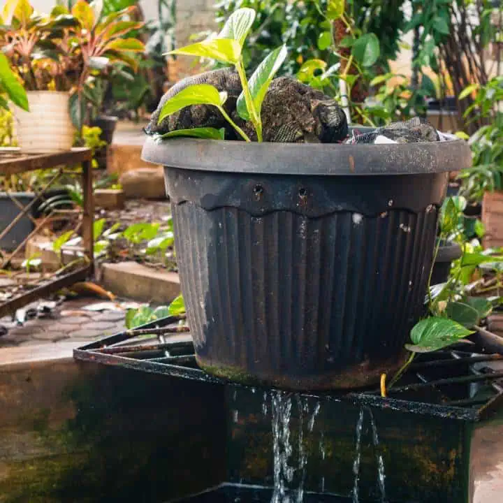 an image of a DIY pond filter with bio media and plants