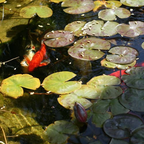 Fish pond with lily pads