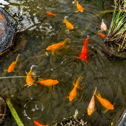 Goldfish pond