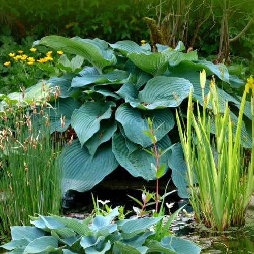 Hostas next to pond