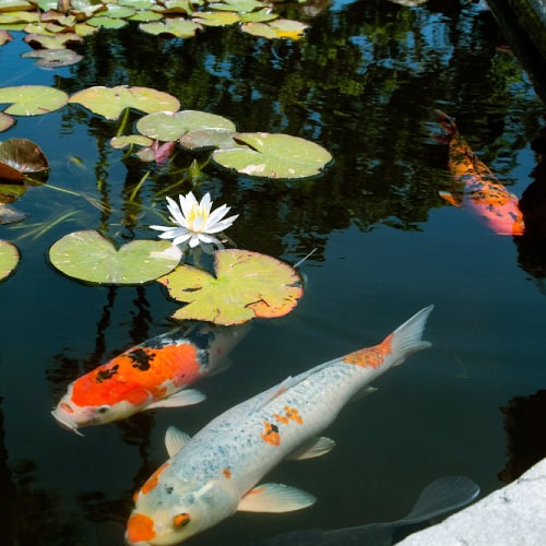 Koi fish in pond