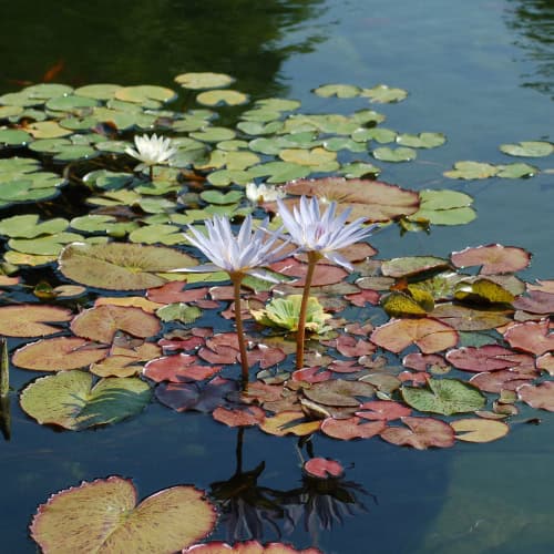 Purple lotus plants in pond