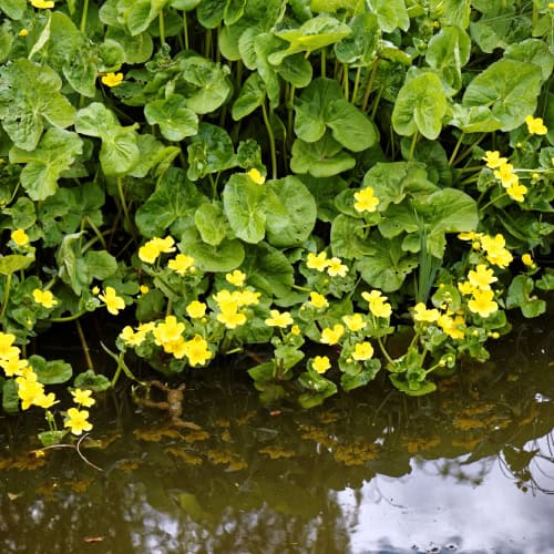 Marsh marigold in bloom along water's edge