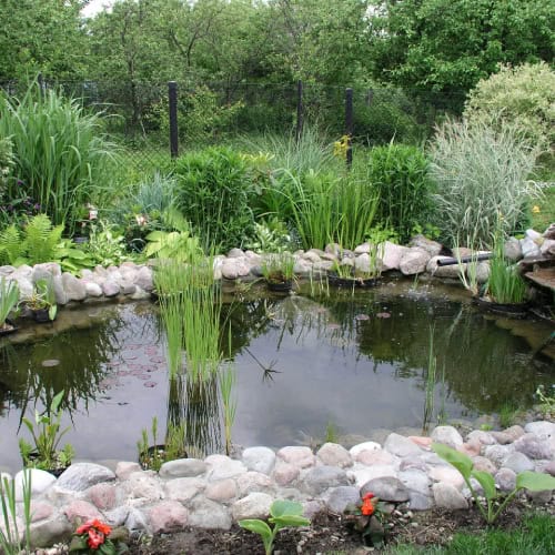 Backyard pond with ornamental grasses