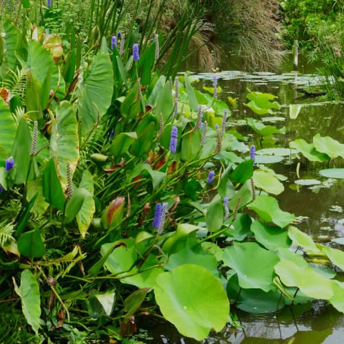 Pickerelweed plants by water