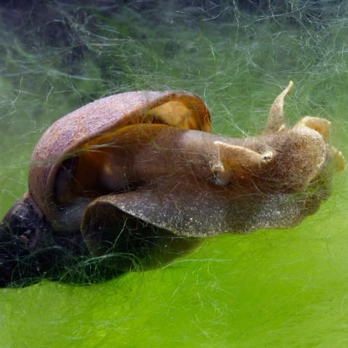 Great pond snail and algae