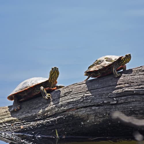 Turtles basking on partially submerged log